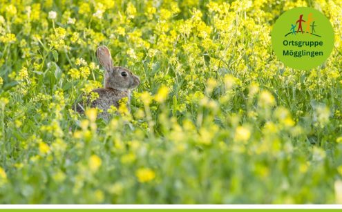Osterrallye OG Mögglingen Foto von Freepik